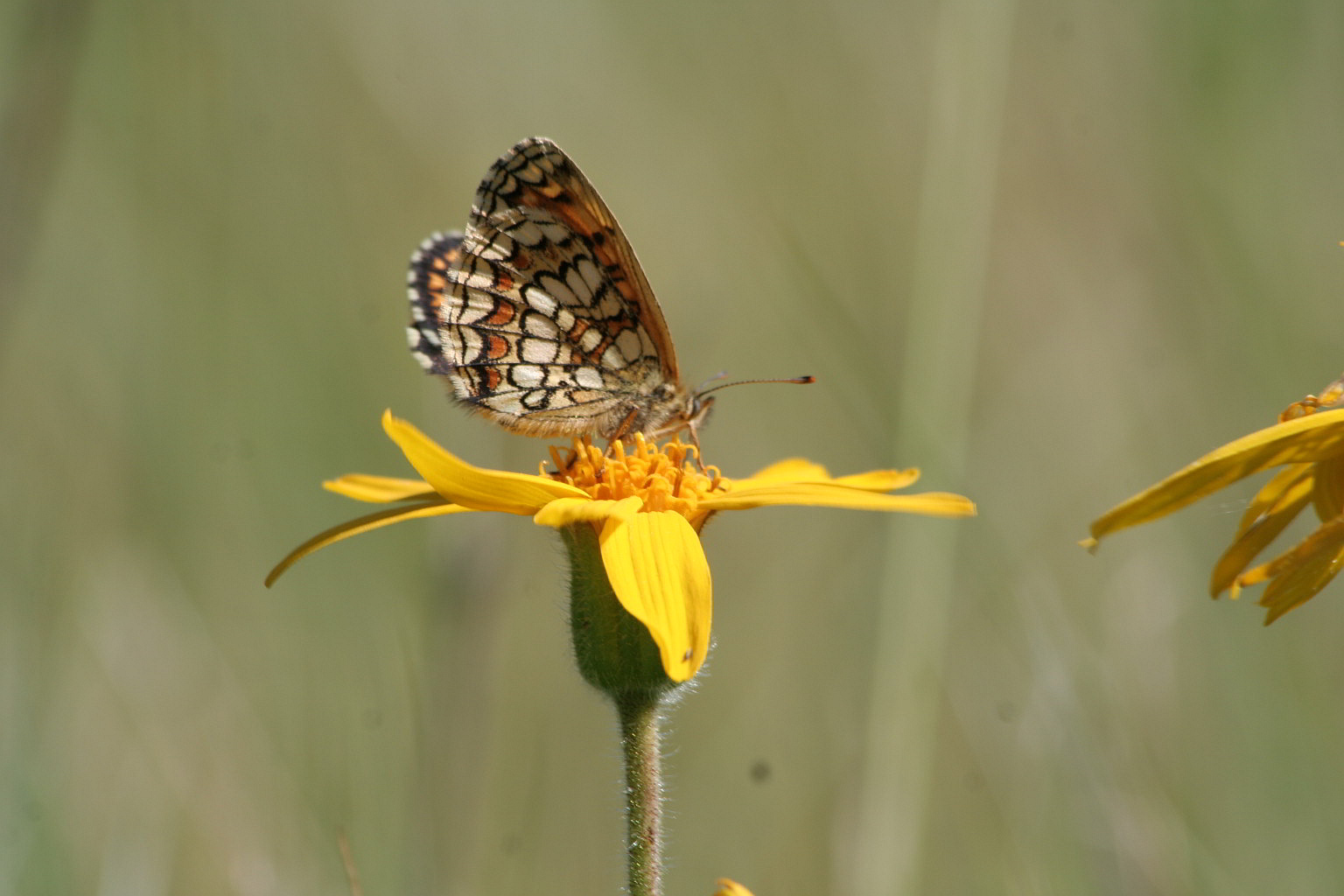 Melitaea athalia? Si